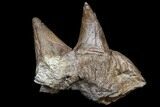 Pachycephalosaurus Dome Spikes - Very Rare Find! #84451-2